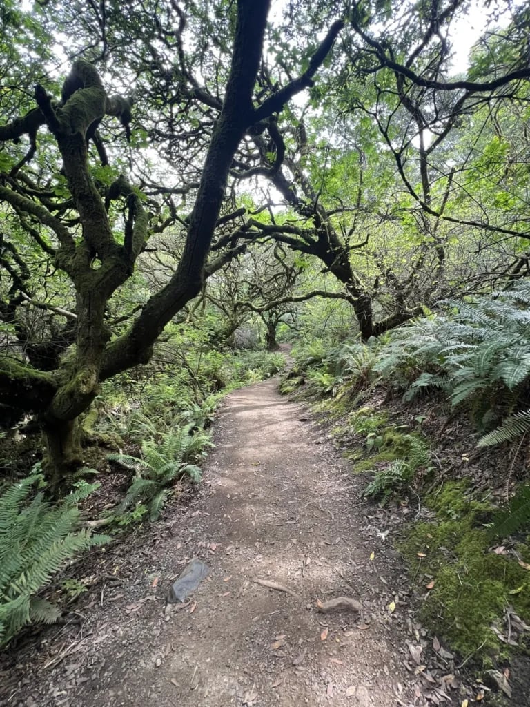 Coastal Trail 3