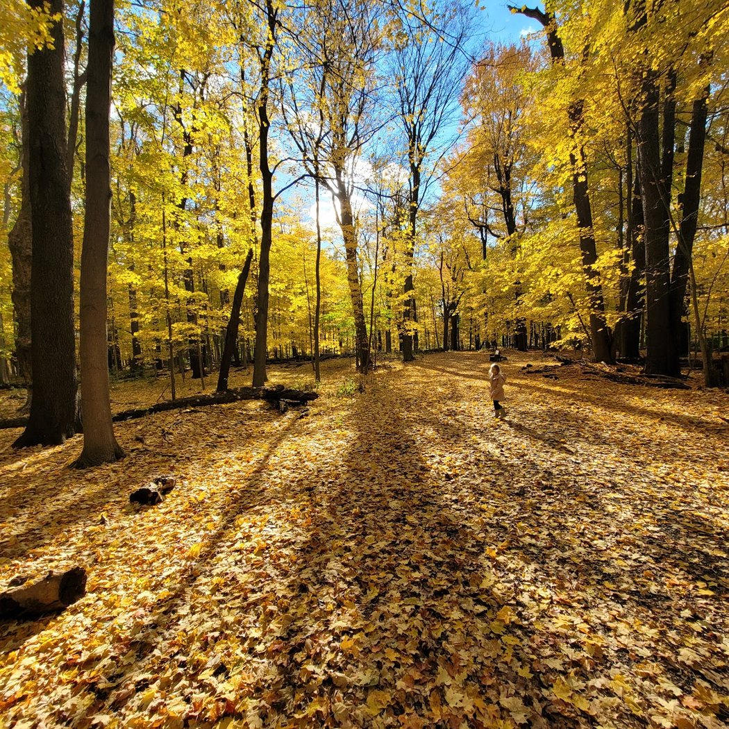 Reinstein Woods Nature Preserve 3