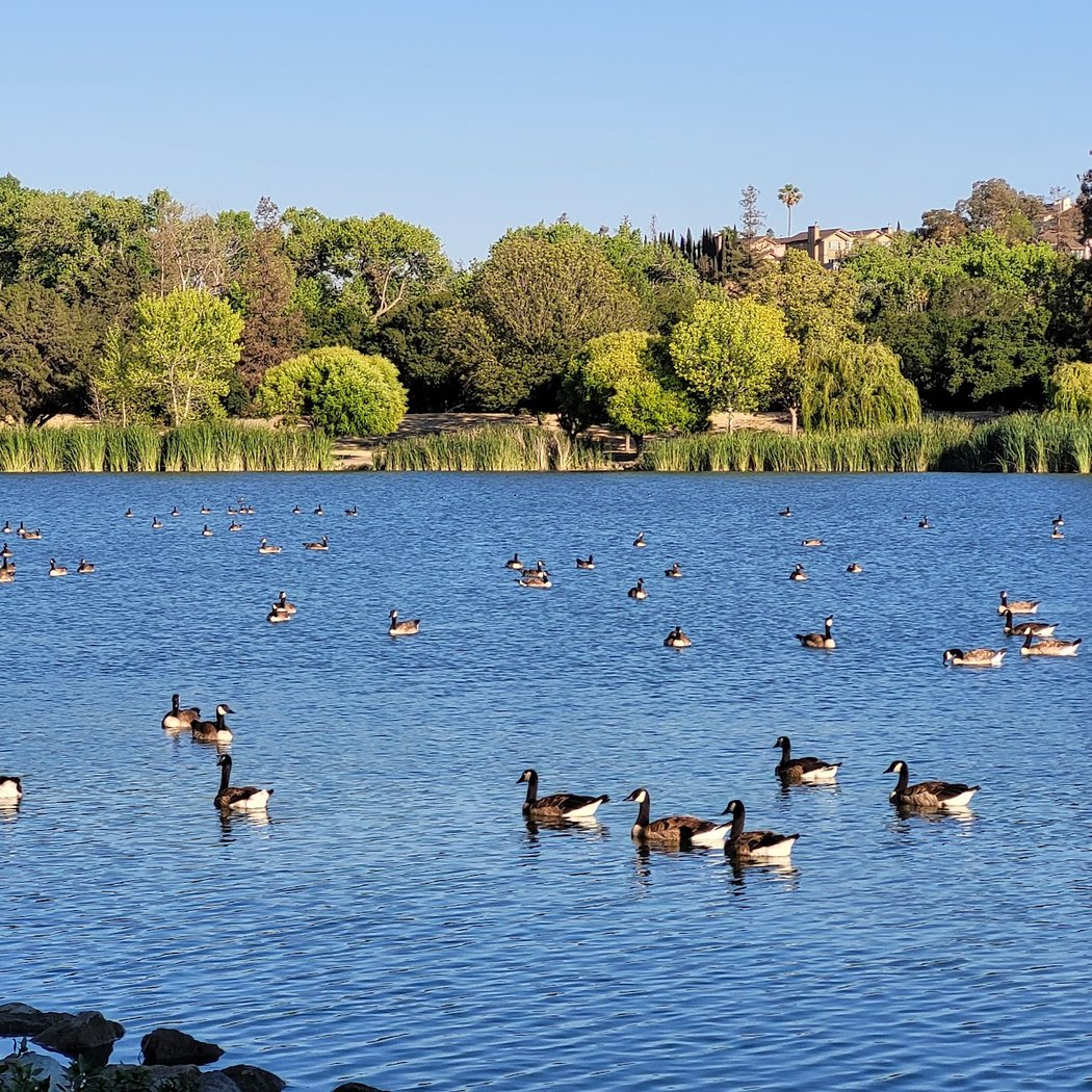 Field Trip: Duck, Duck, Goose! 1