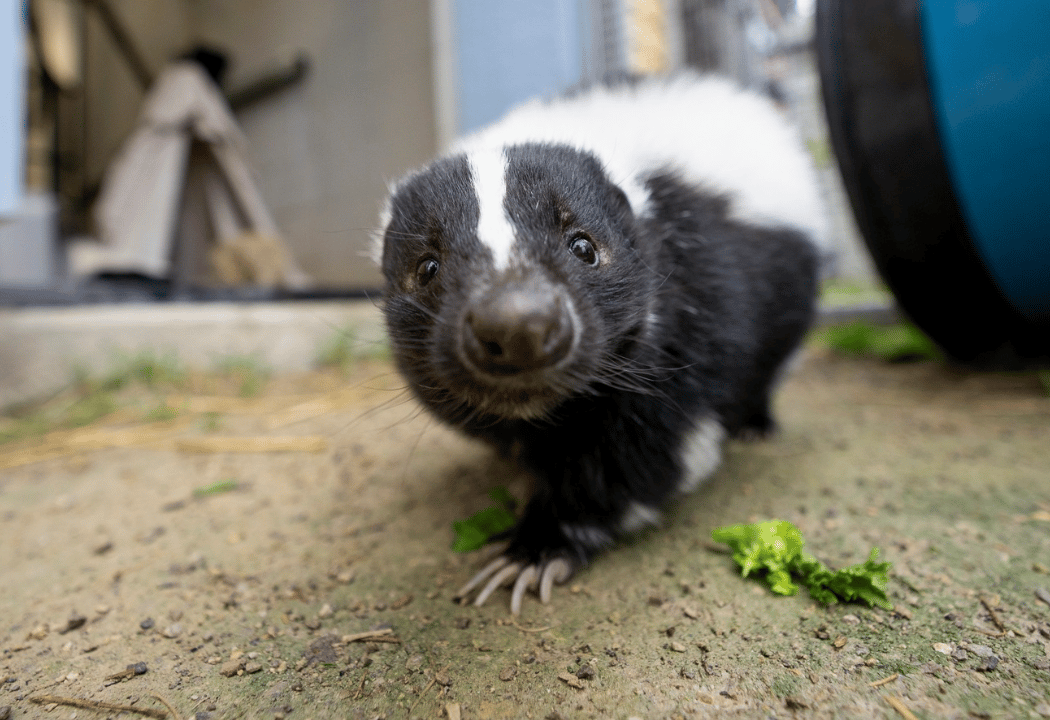 Skunk Saturdays 2