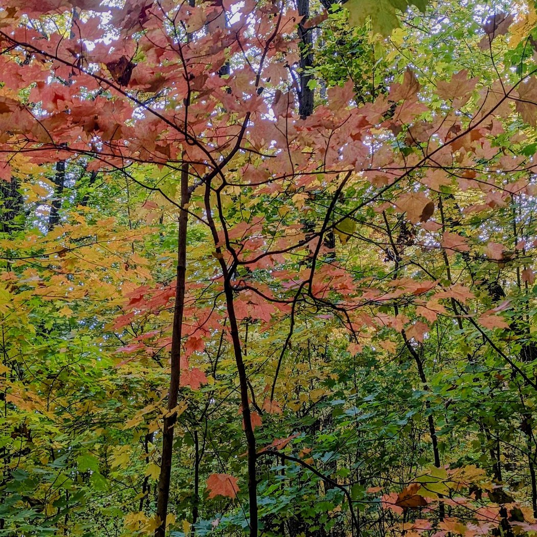 Pittsfield Preserve Walking Trail 1