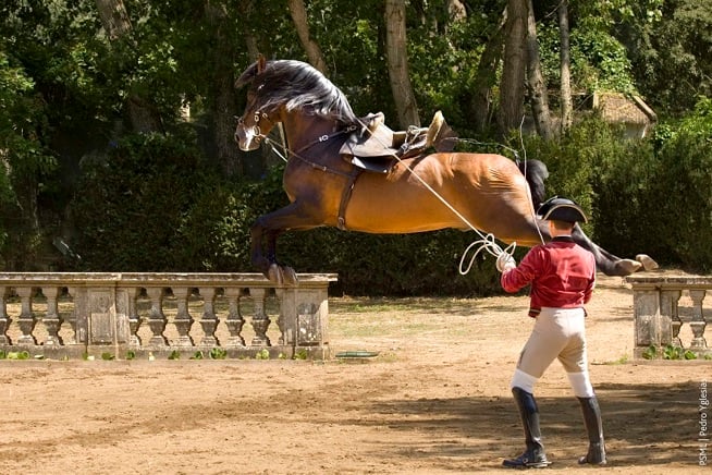 Princípios básicos de biomecânica e treino do cavalo