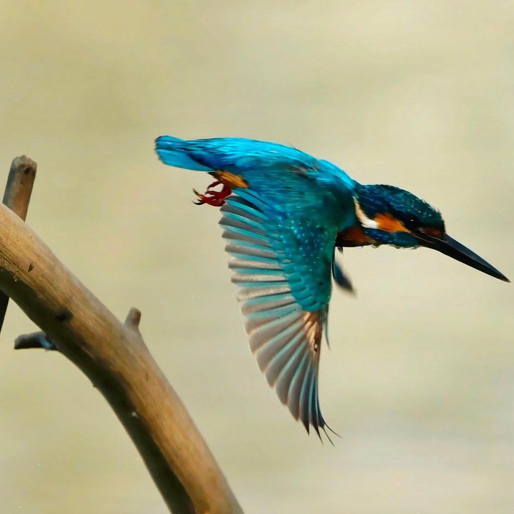 Kannamangala bird watching site 1