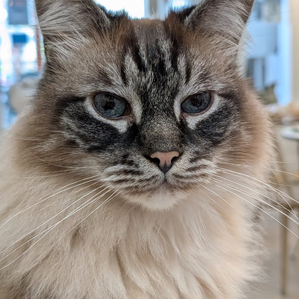 Live Music and Rescue Cats with Susanna Porte 4