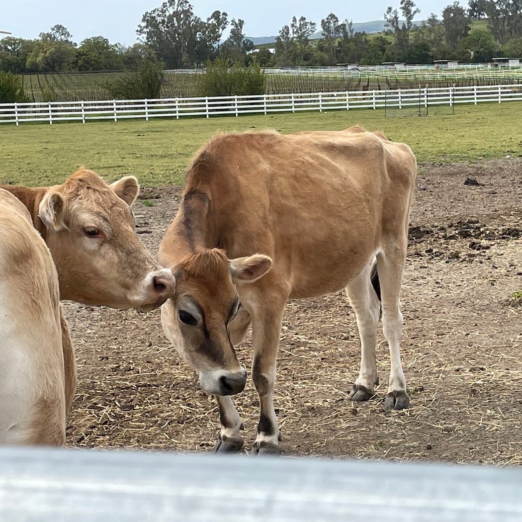 Charlie's Acres Farm Animal Sanctuary 5
