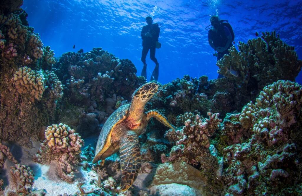 Réserve Cousteau de Guadeloupe 1