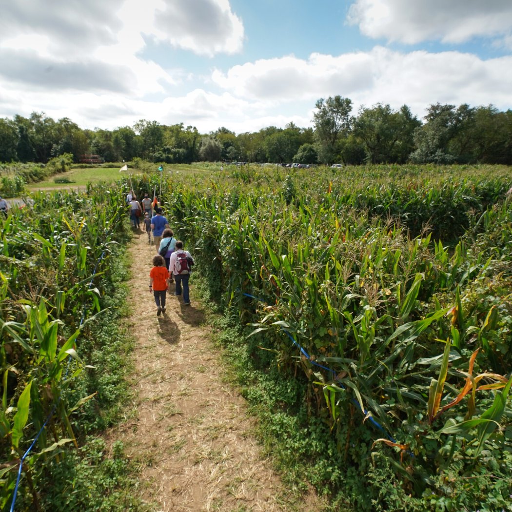Amazing Maize Maze