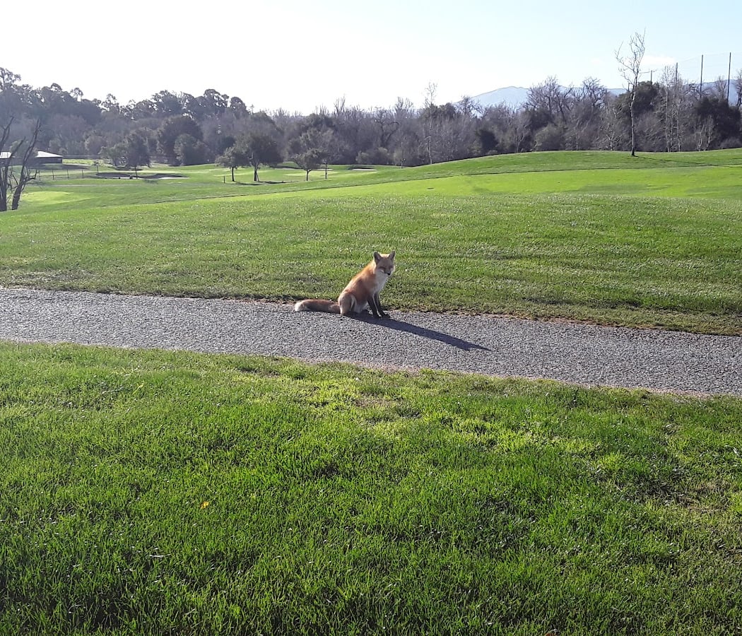 Los Lagos Golf Course Maintenance 1