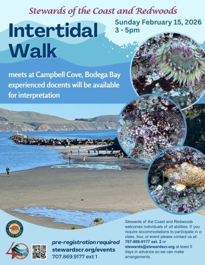 February Intertidal Walk 1