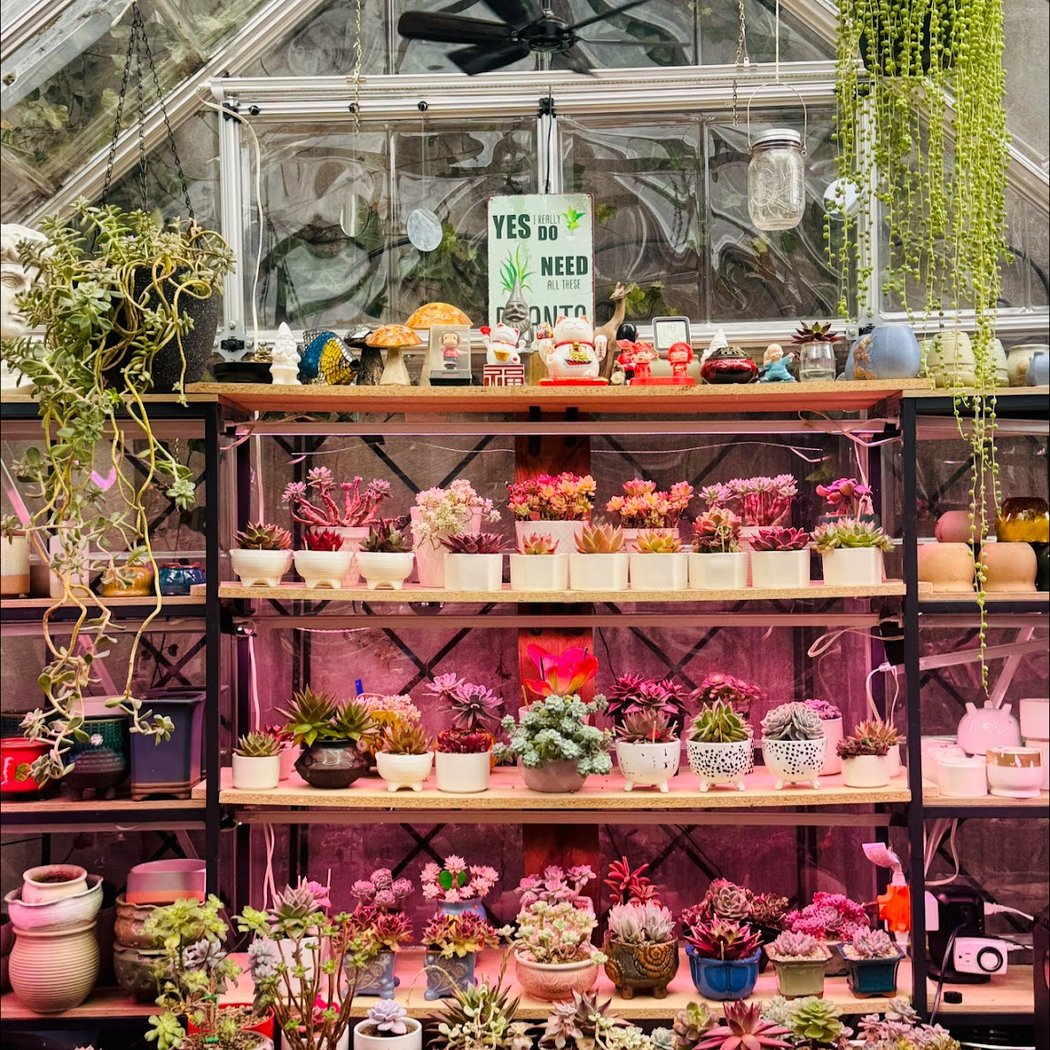 CKNY Succulents 2