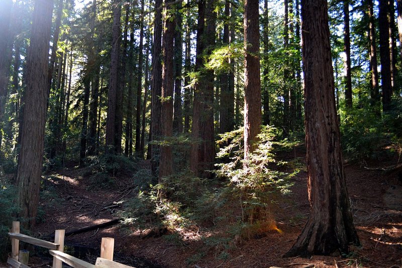 Reinhardt Redwood Regional Park 1