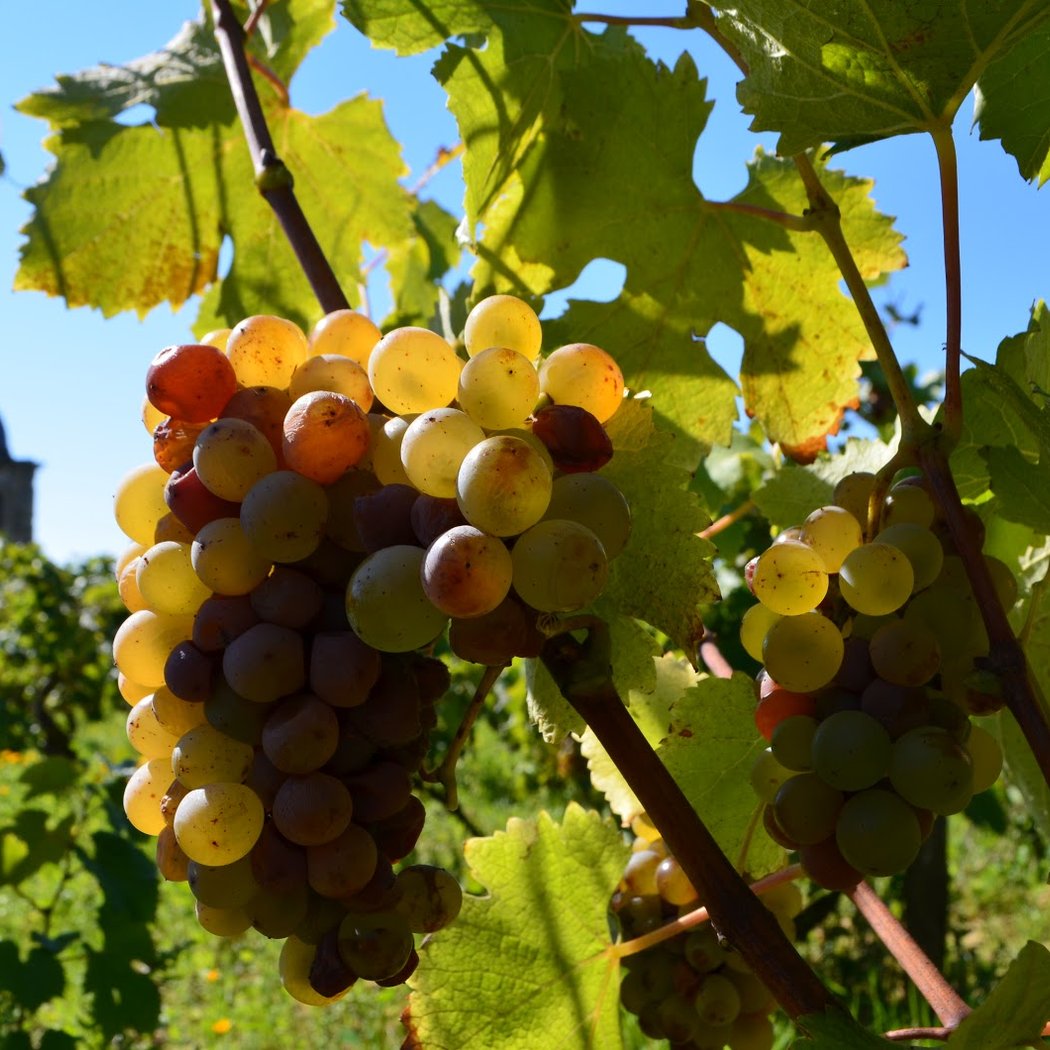 Presentation of the 2025 Vintage 2