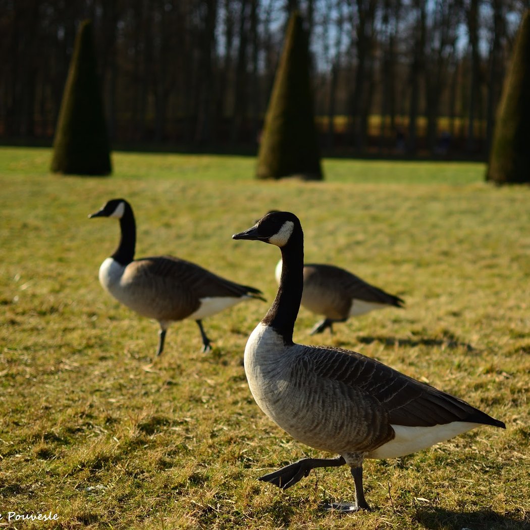 Parc Royal de Marly-le-Roi 3