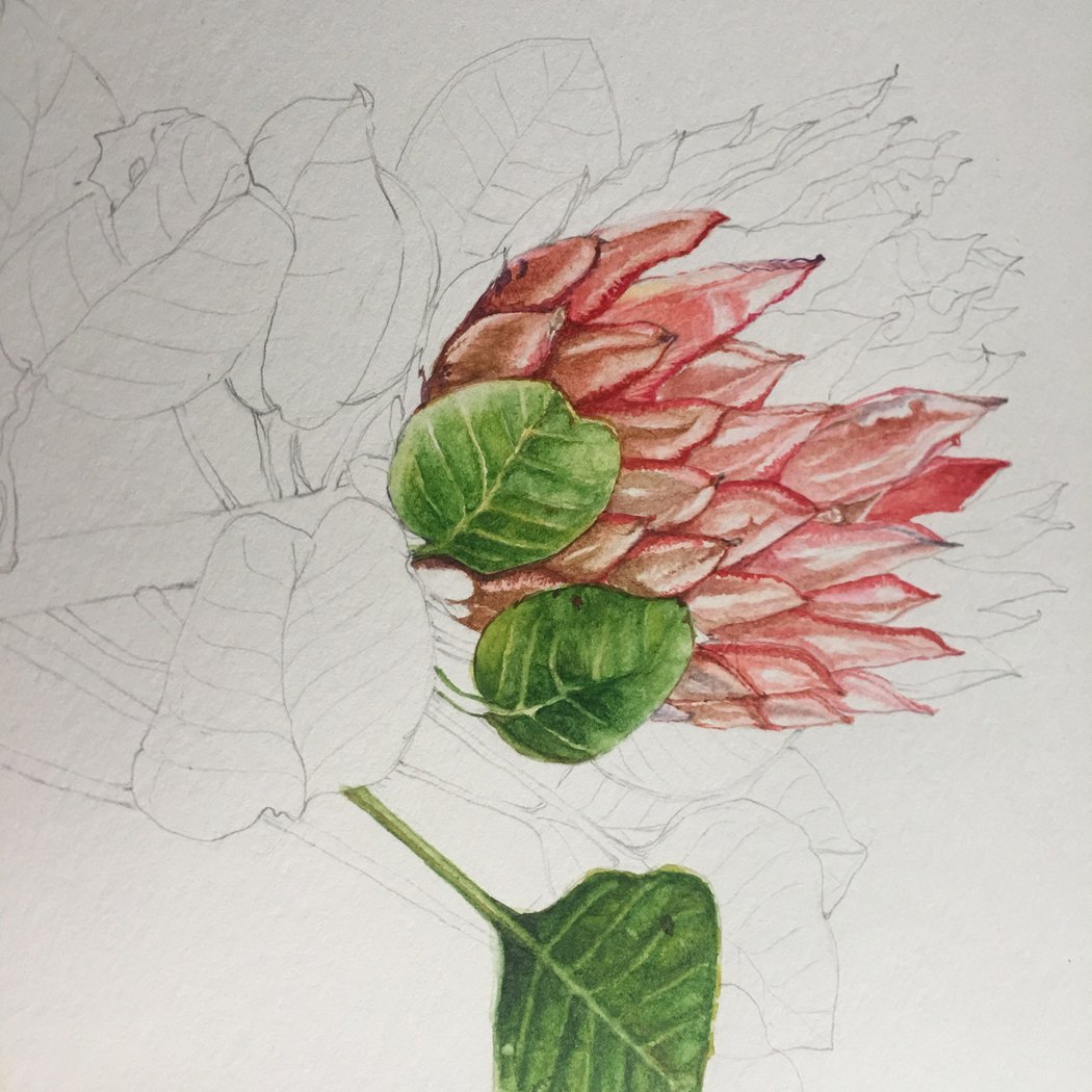 Drawing International Botanicals 1