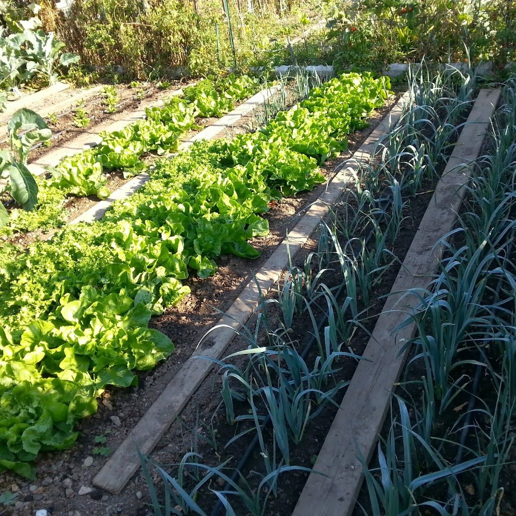 jardins familliaux 2
