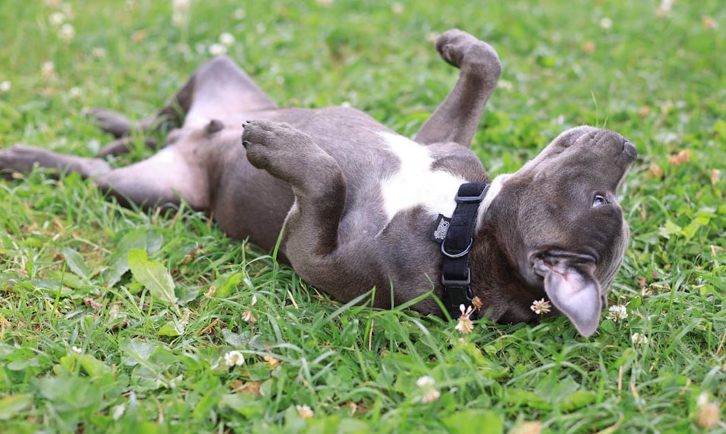 Espace Canin du Square des Batignolles 2