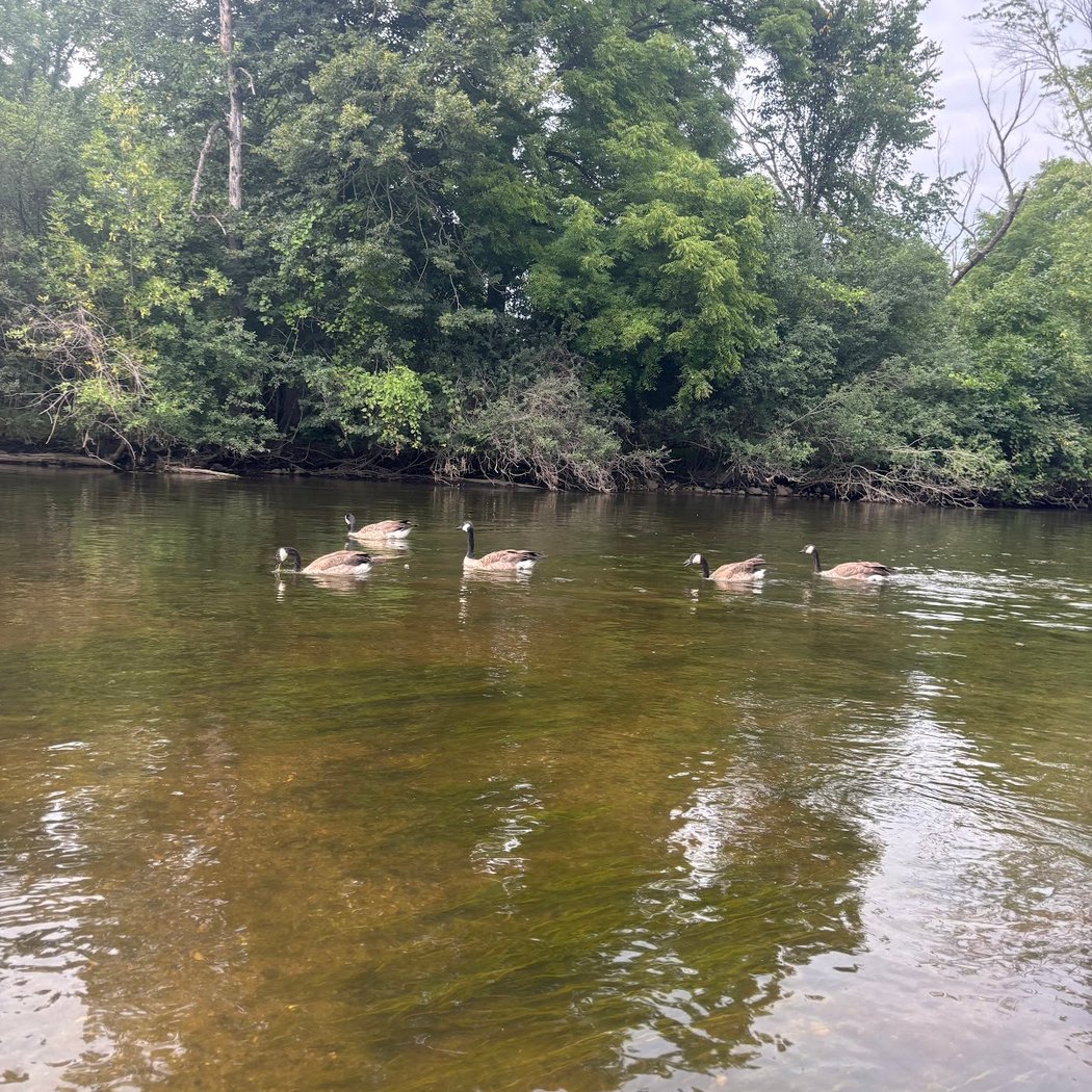 Skip's Huron River Canoe Livery 3