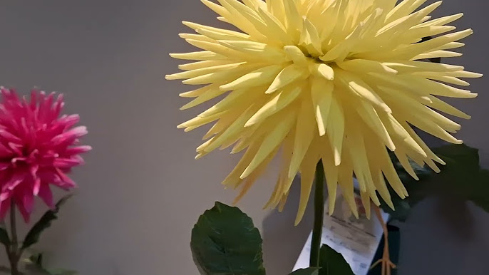 Central States Dahlia Society Show