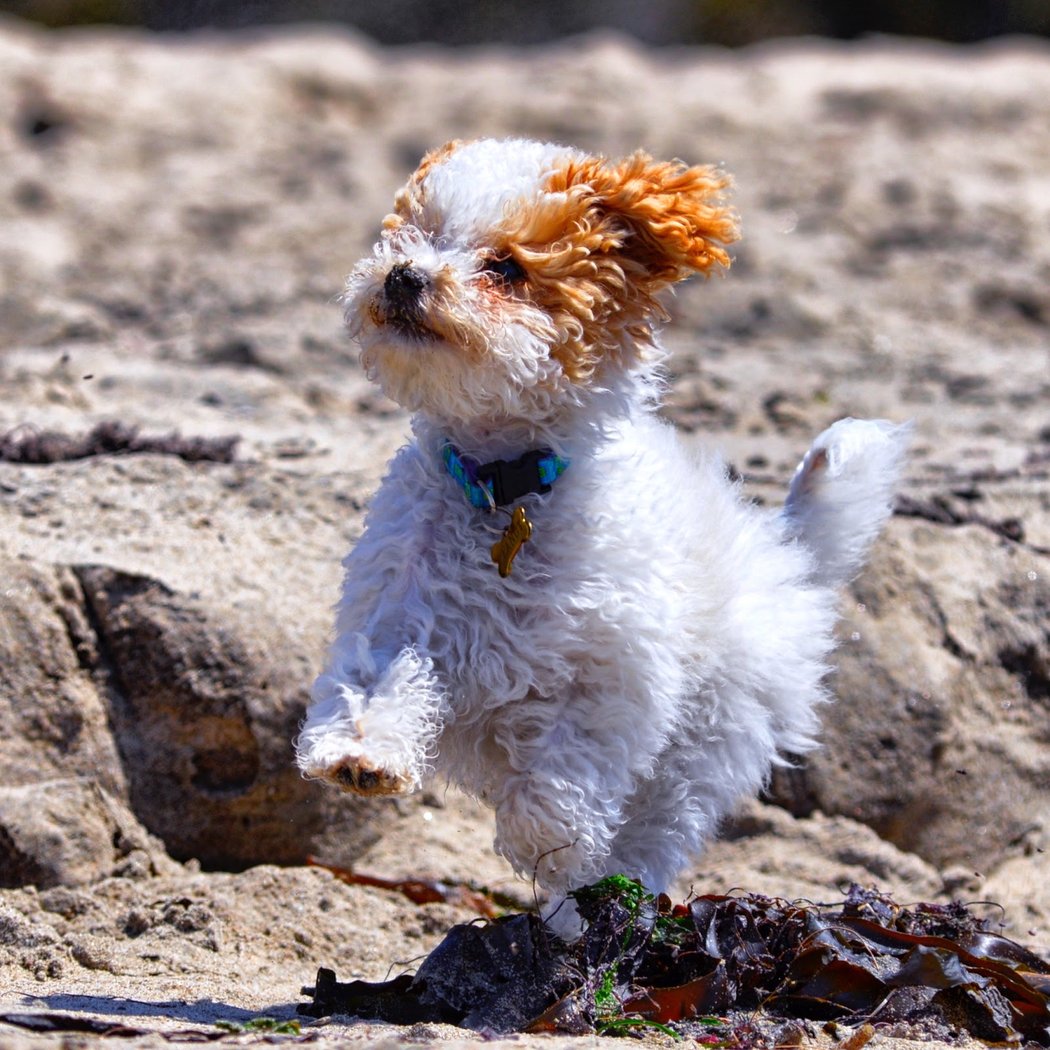 Paws Crossing Pet Resort & Spa 1