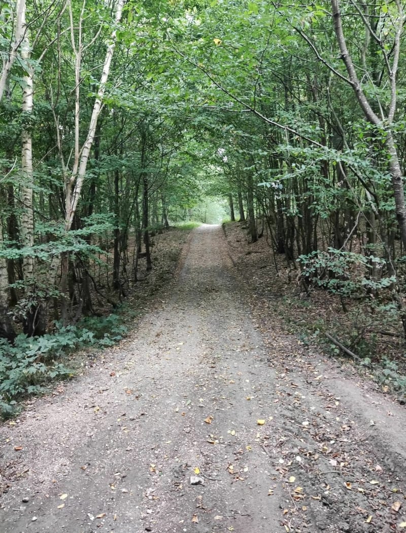 La Forêt d'Ivry 4
