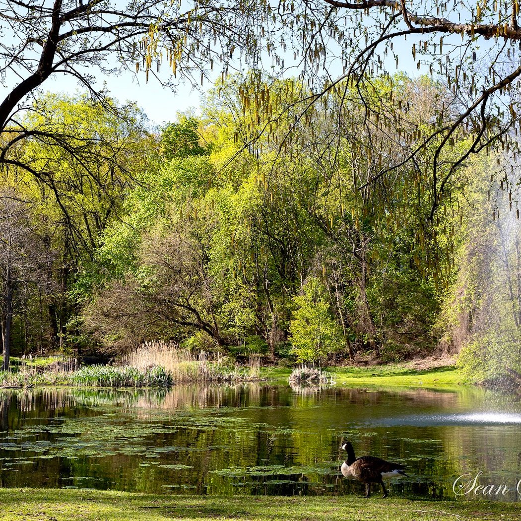 Allison Pond Park 1