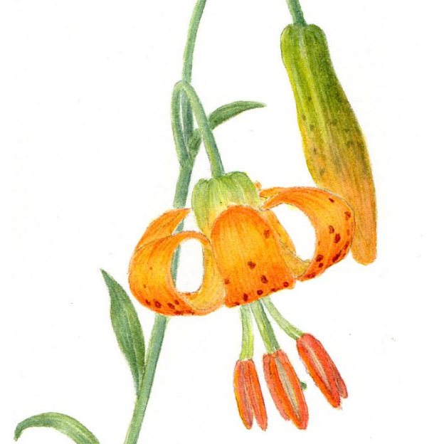 Drawing and Painting Wildflowers Throughout the West 1