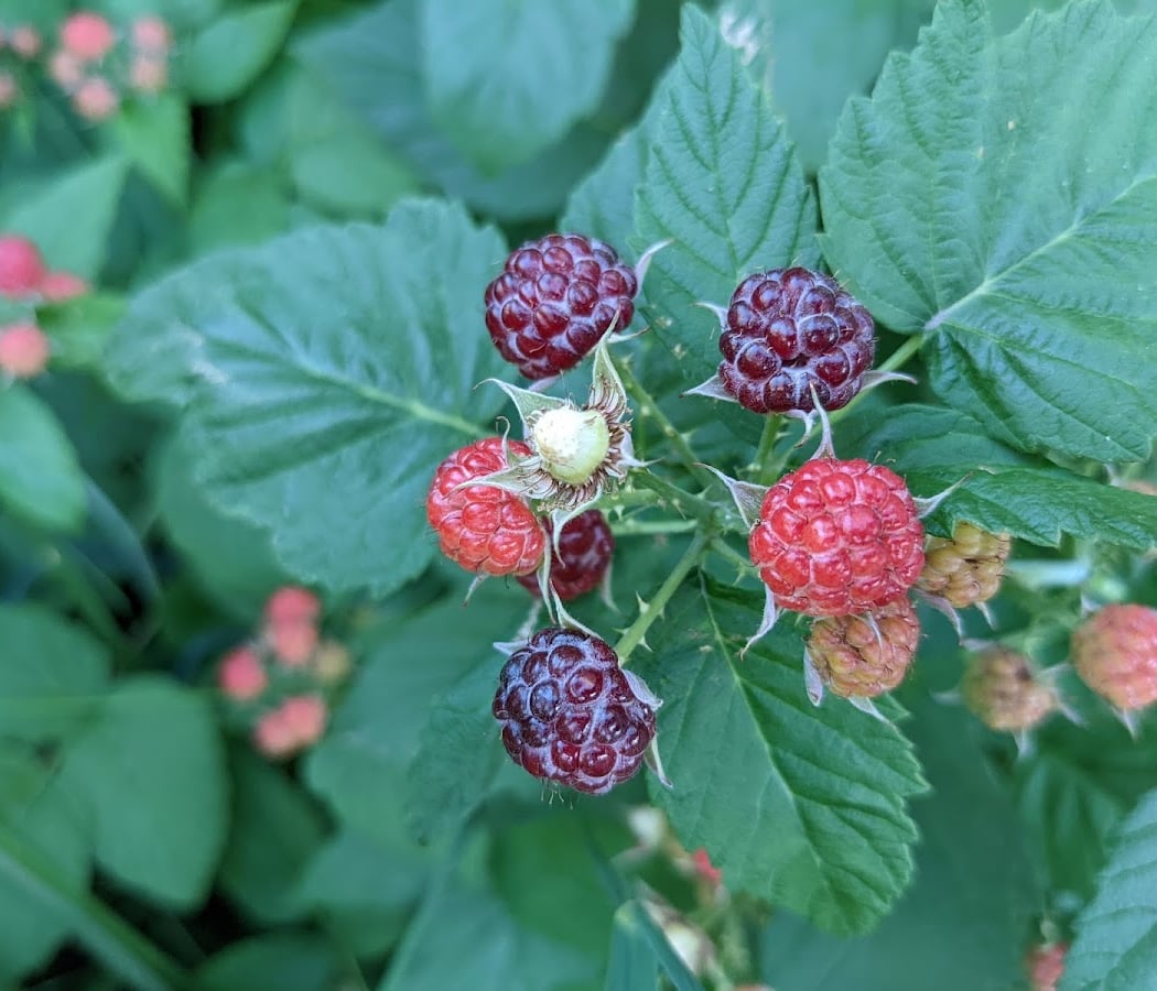 Egleston Community Orchard 2