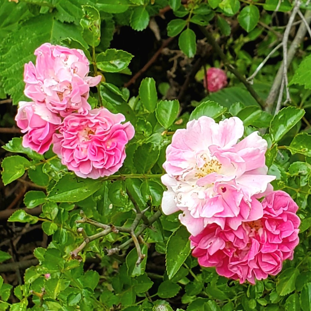 Hallberg Butterfly Garden 3