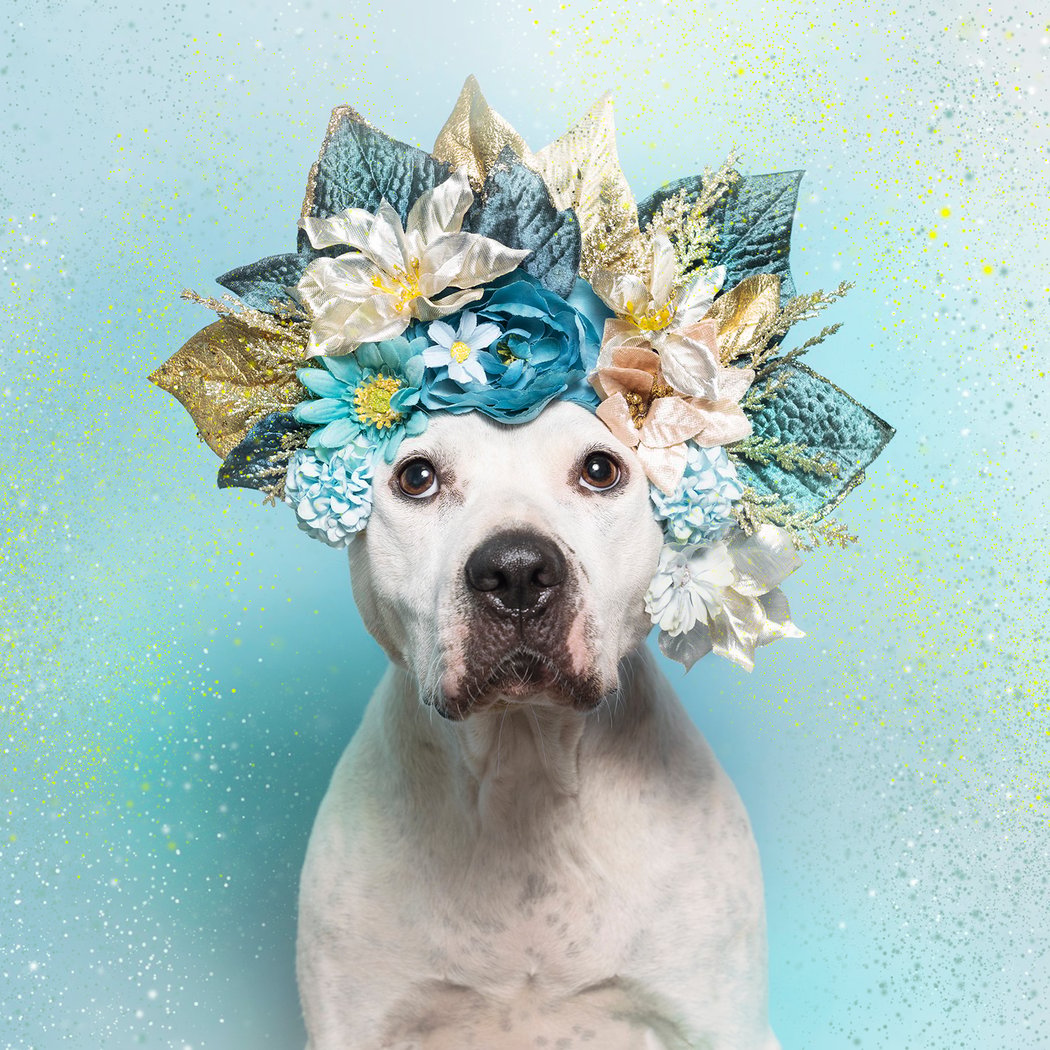 Pit Bull Flower Power 2