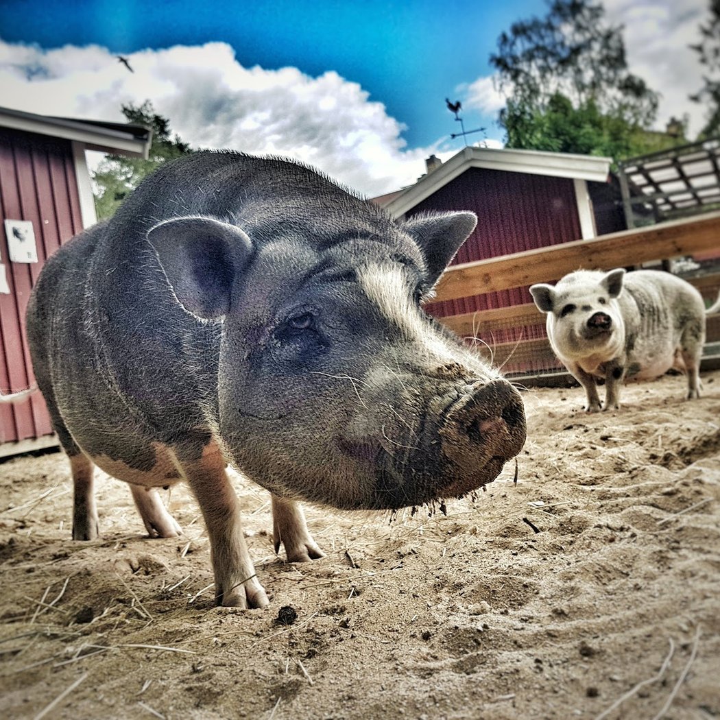 Bandängens Playground 1