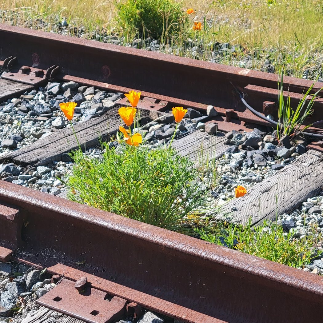 Santa Cruz Coastal Rail Trail 3