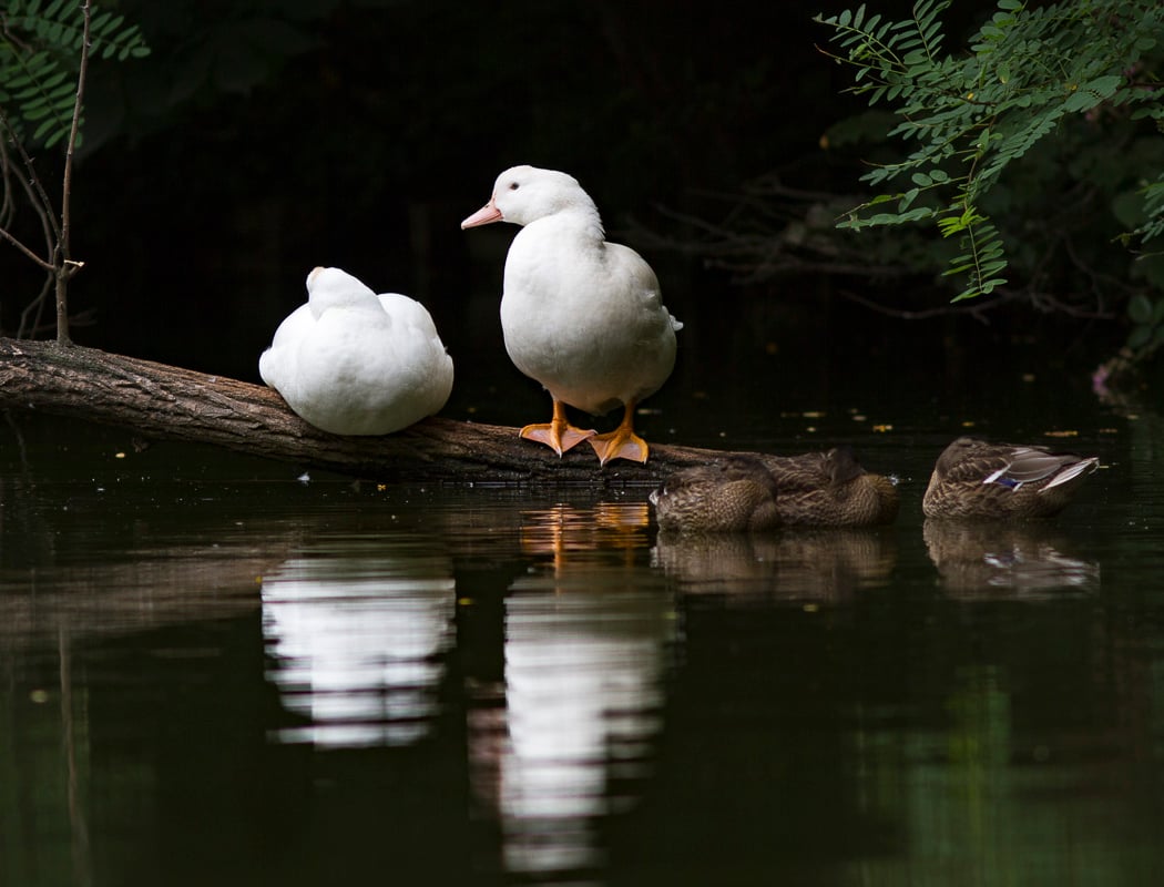 Lac des Minimes 3