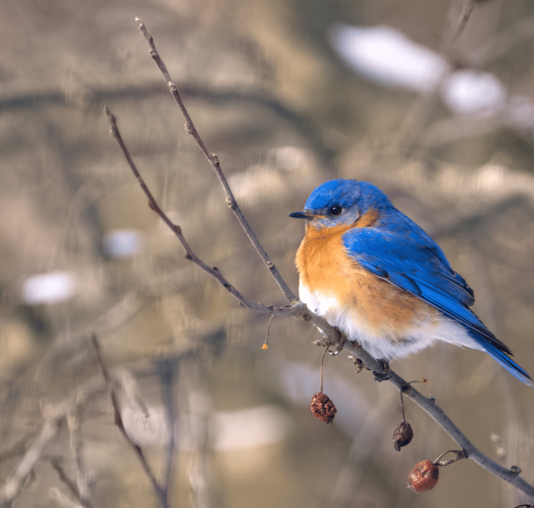 Wonder Walk: Taking Flight, Spring Migration 1