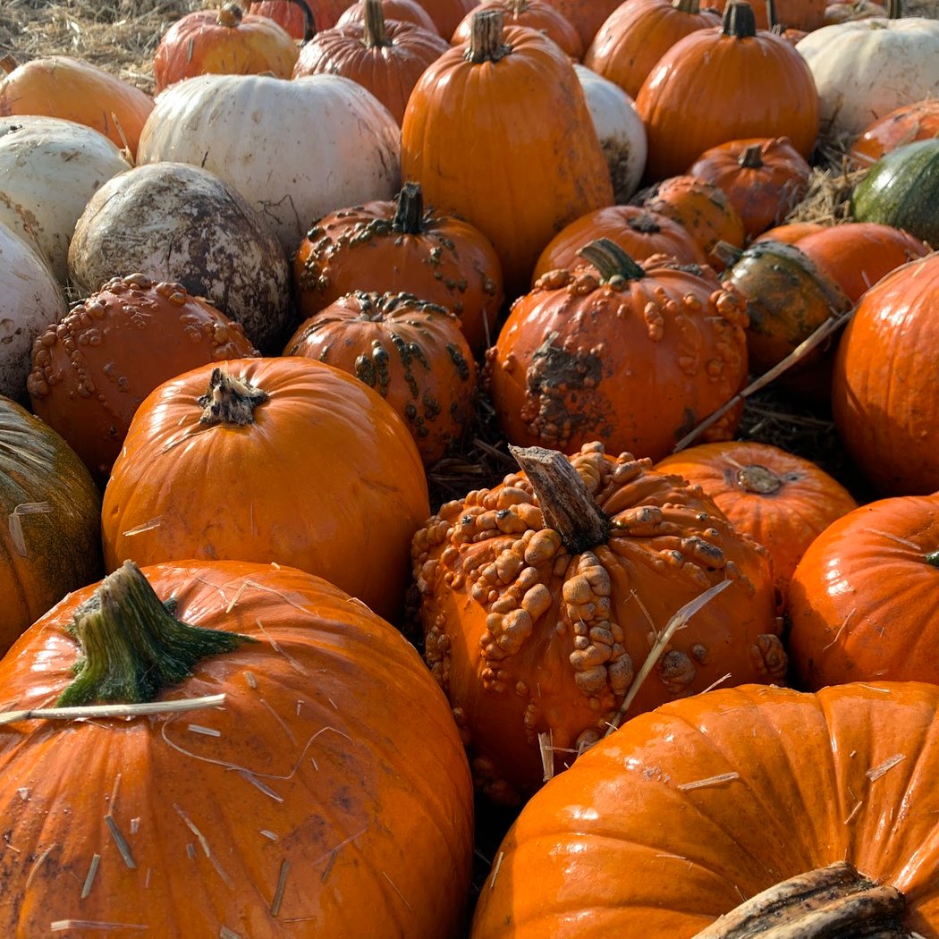 Pumpkin Patch 1