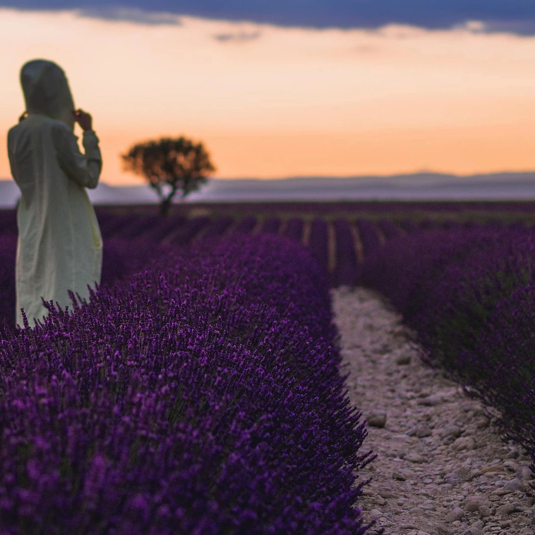 Plateau de Valensole 1