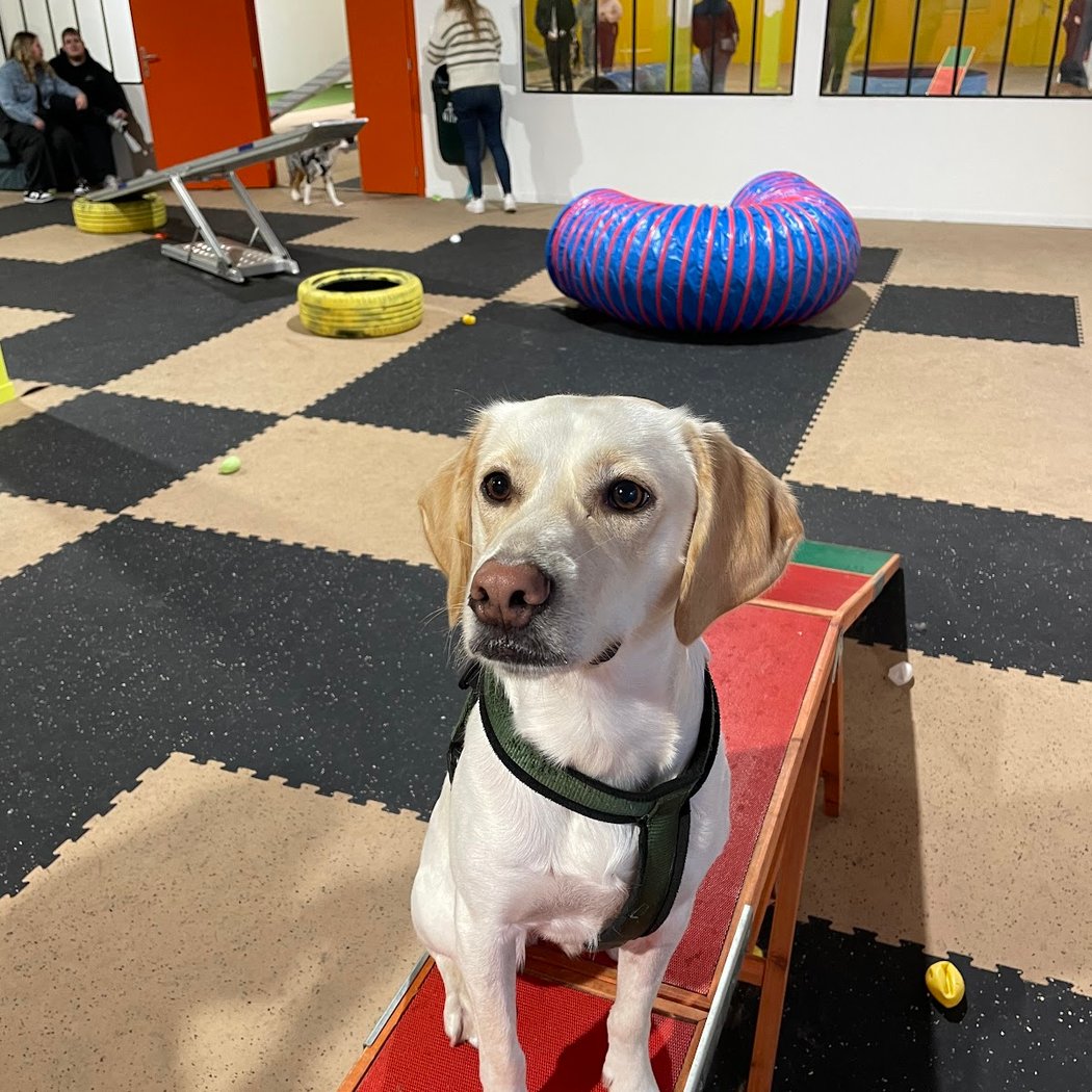 Woof'Land - Parc Canin Indoor 5