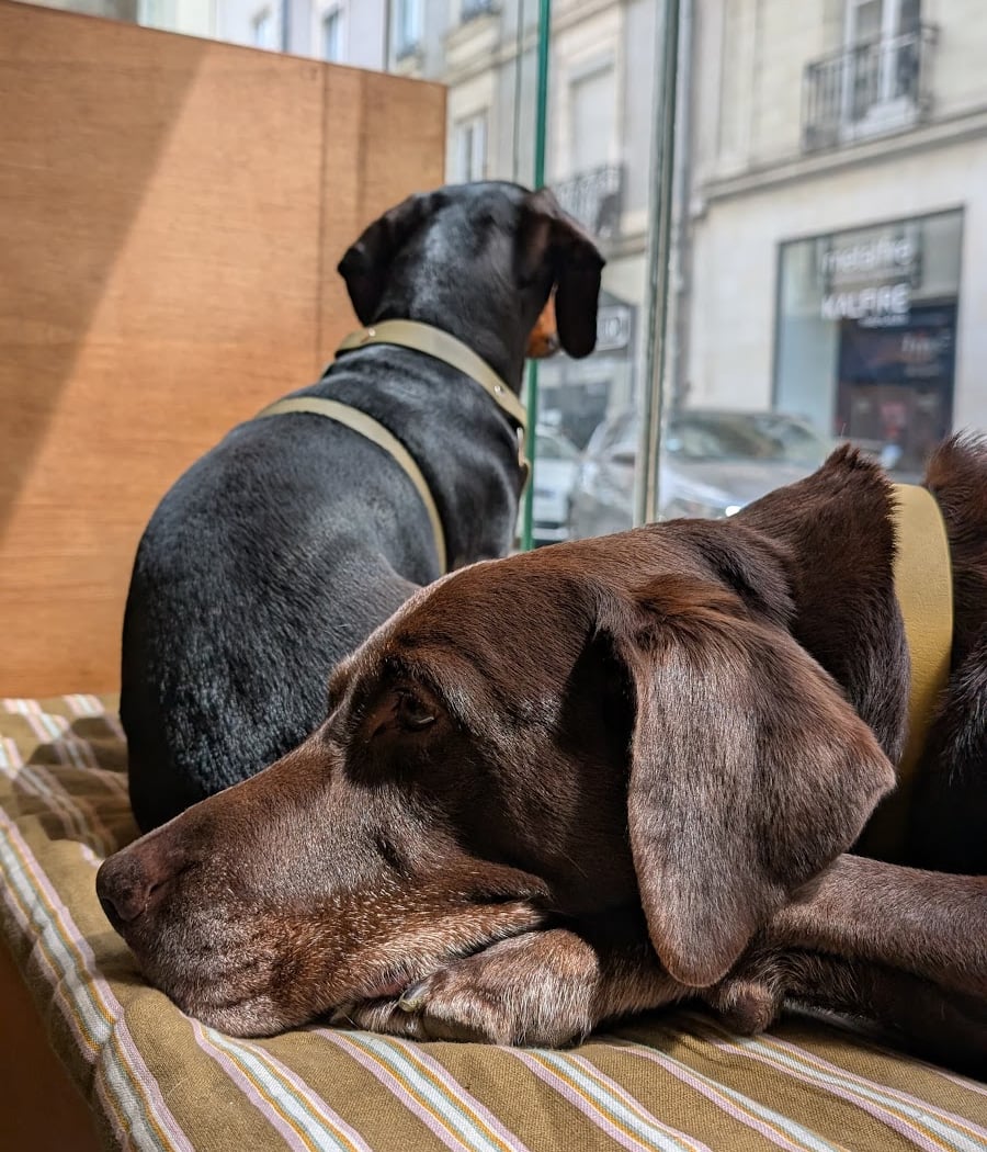 Biche dogshop 3