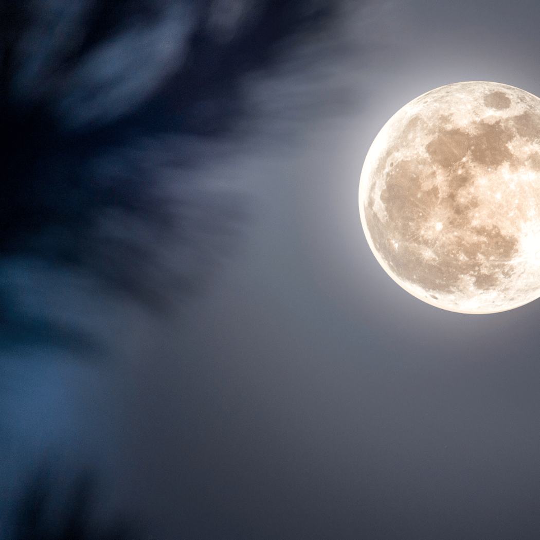 Full Moon Forest Bathing 2