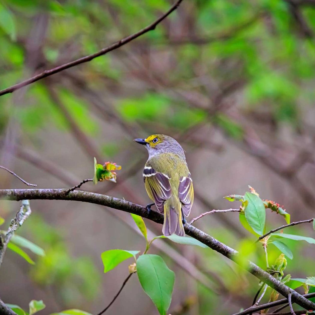 Breakfast with the Birds 1