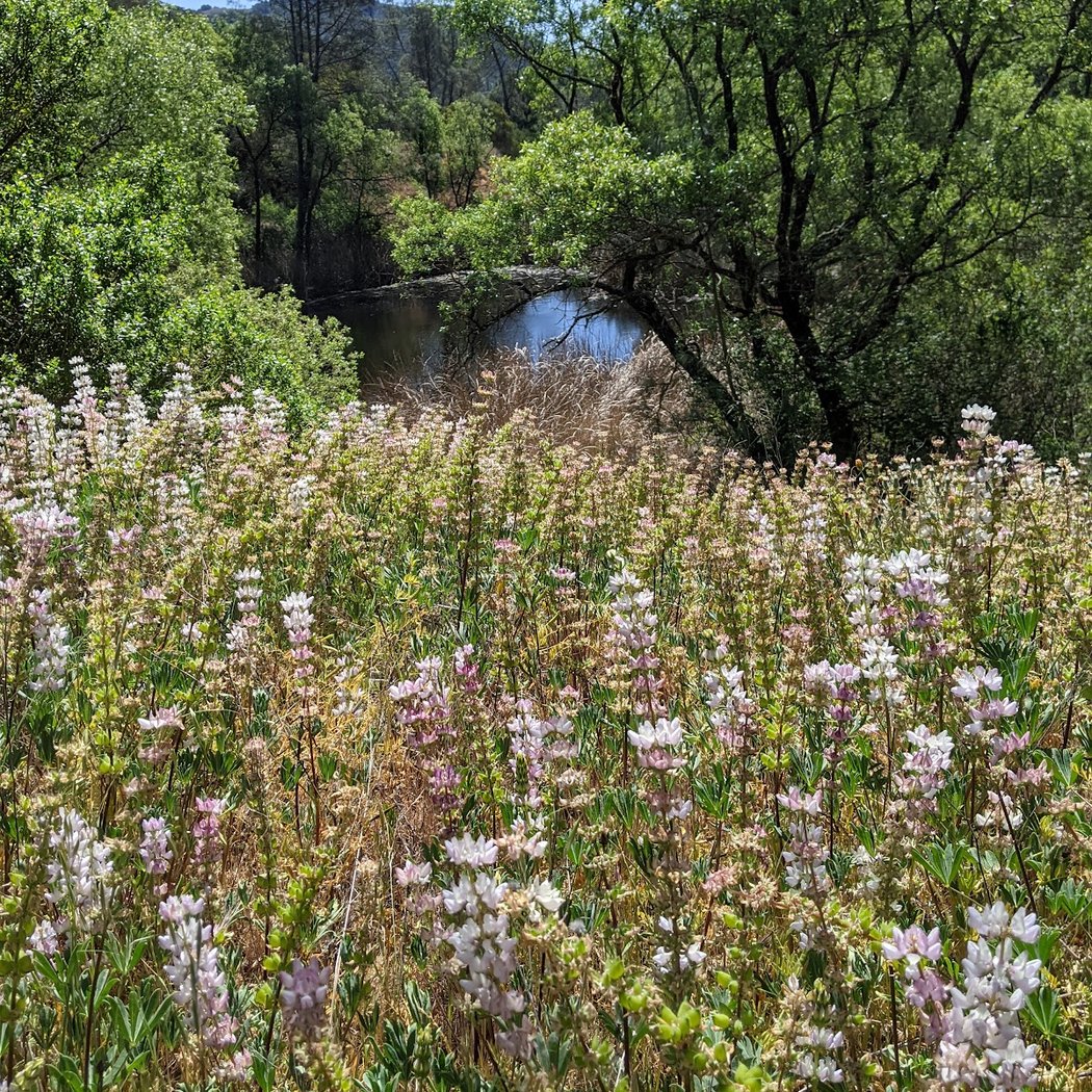 Little Uvas Open Space Preserve 1
