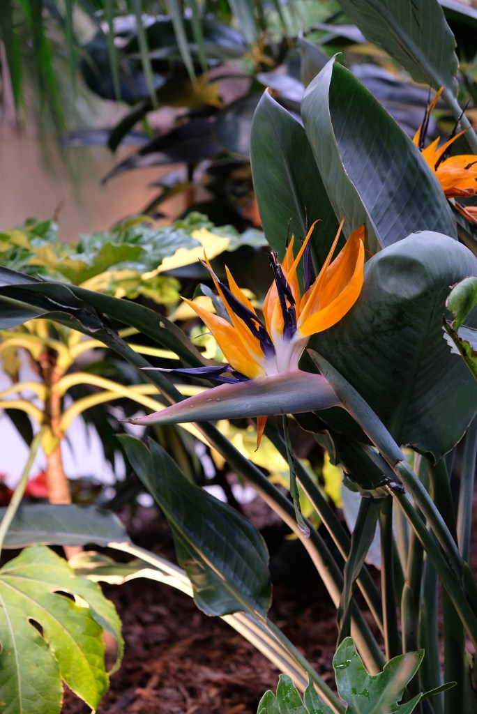 Floralies internationales 3