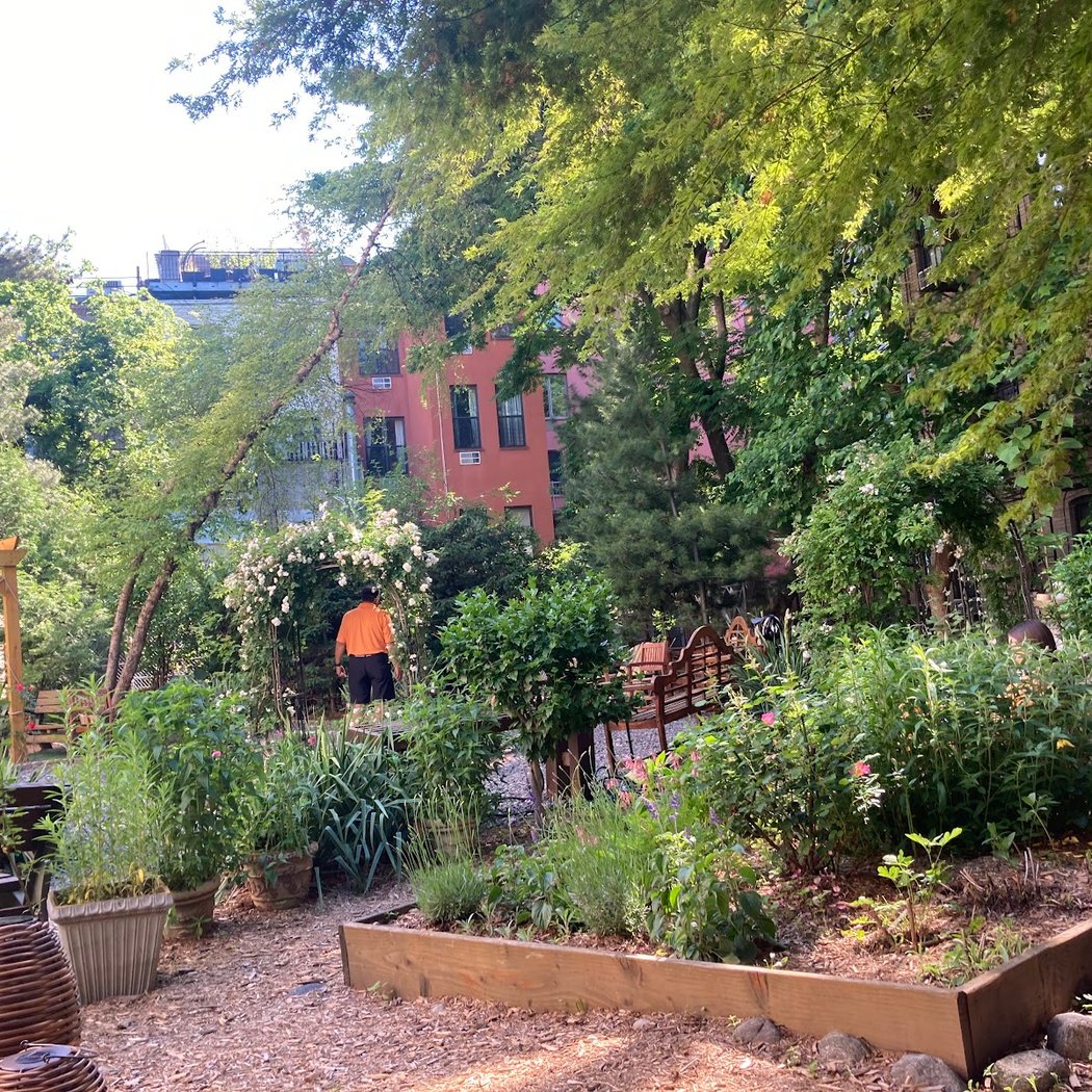 Harlem Rose Garden 2