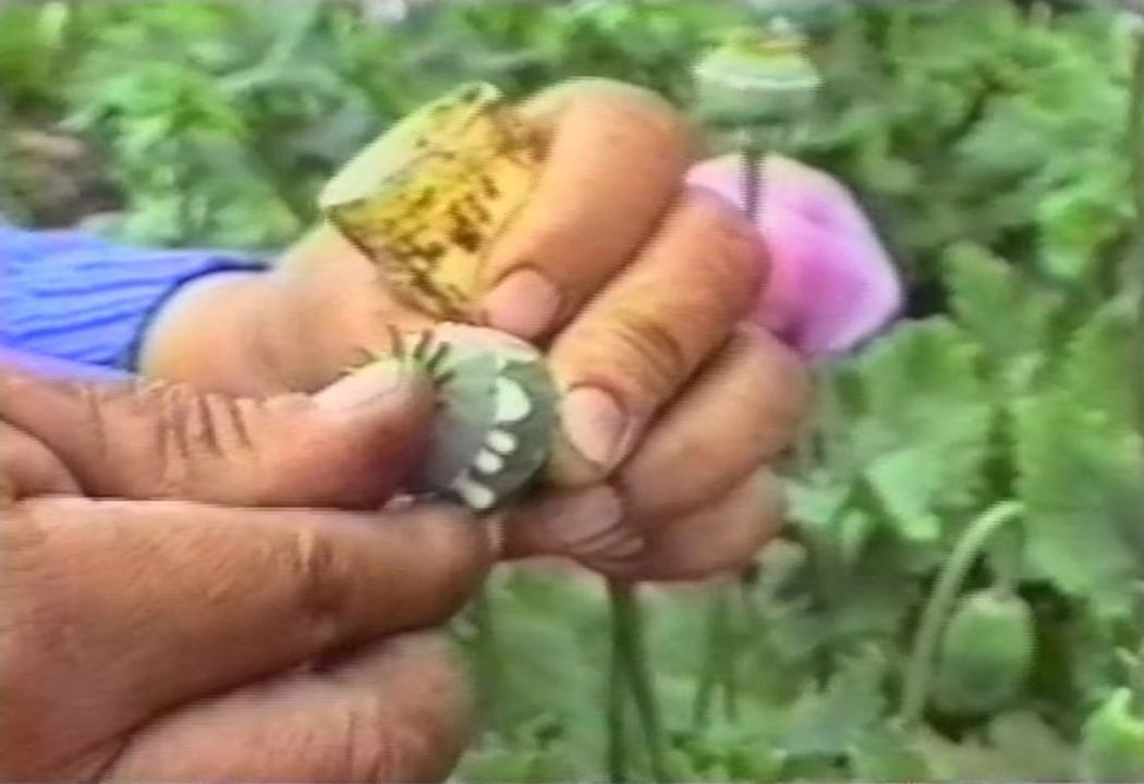 La Feuille sacrée / Le Pavot, fleur maudite 1