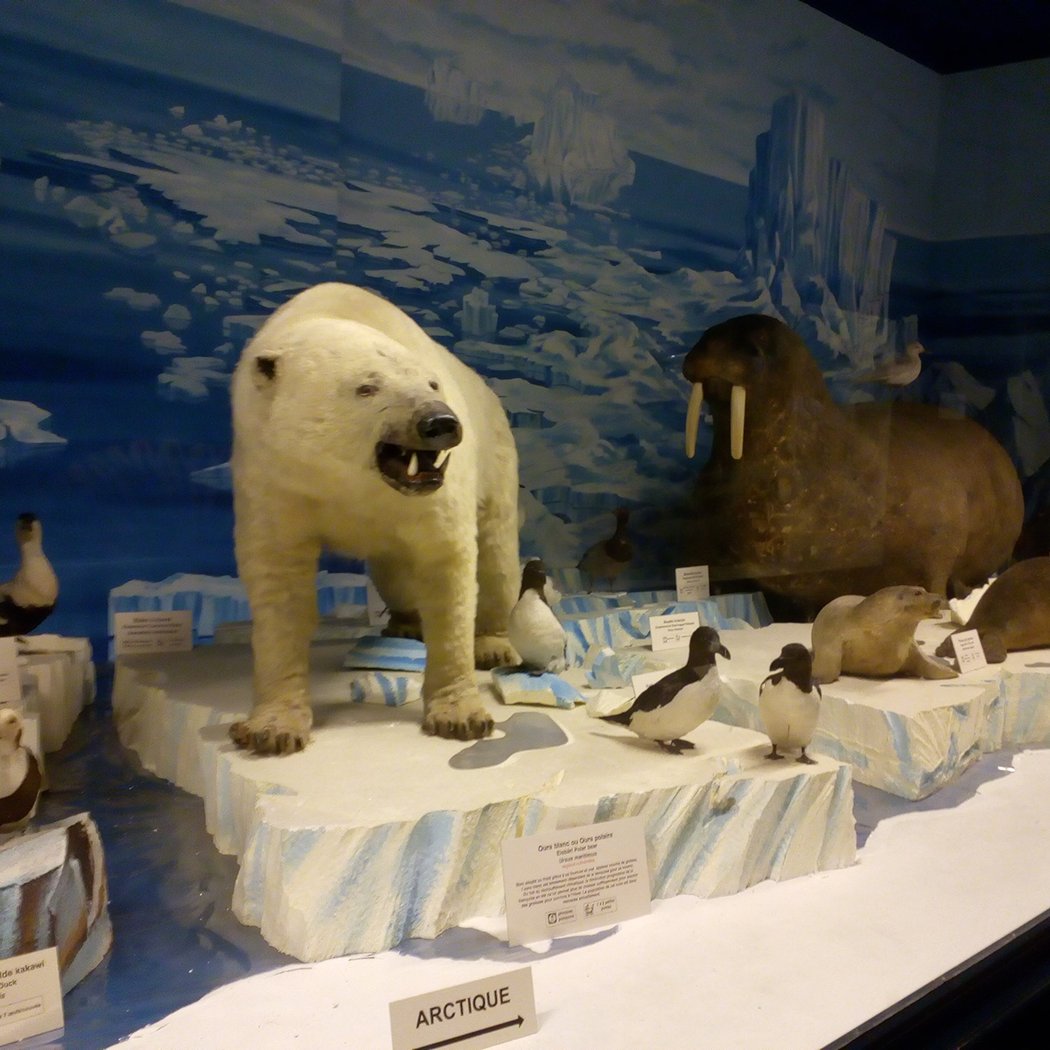 Strasbourg Zoological Museum 2