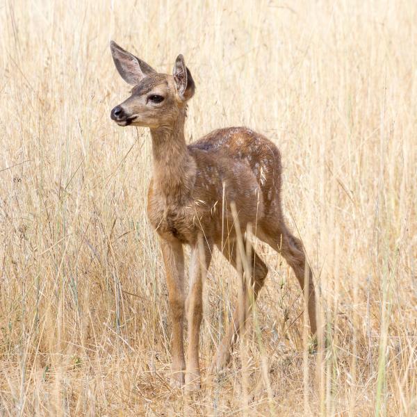 Rancho San Antonio Open Space Preserve 2
