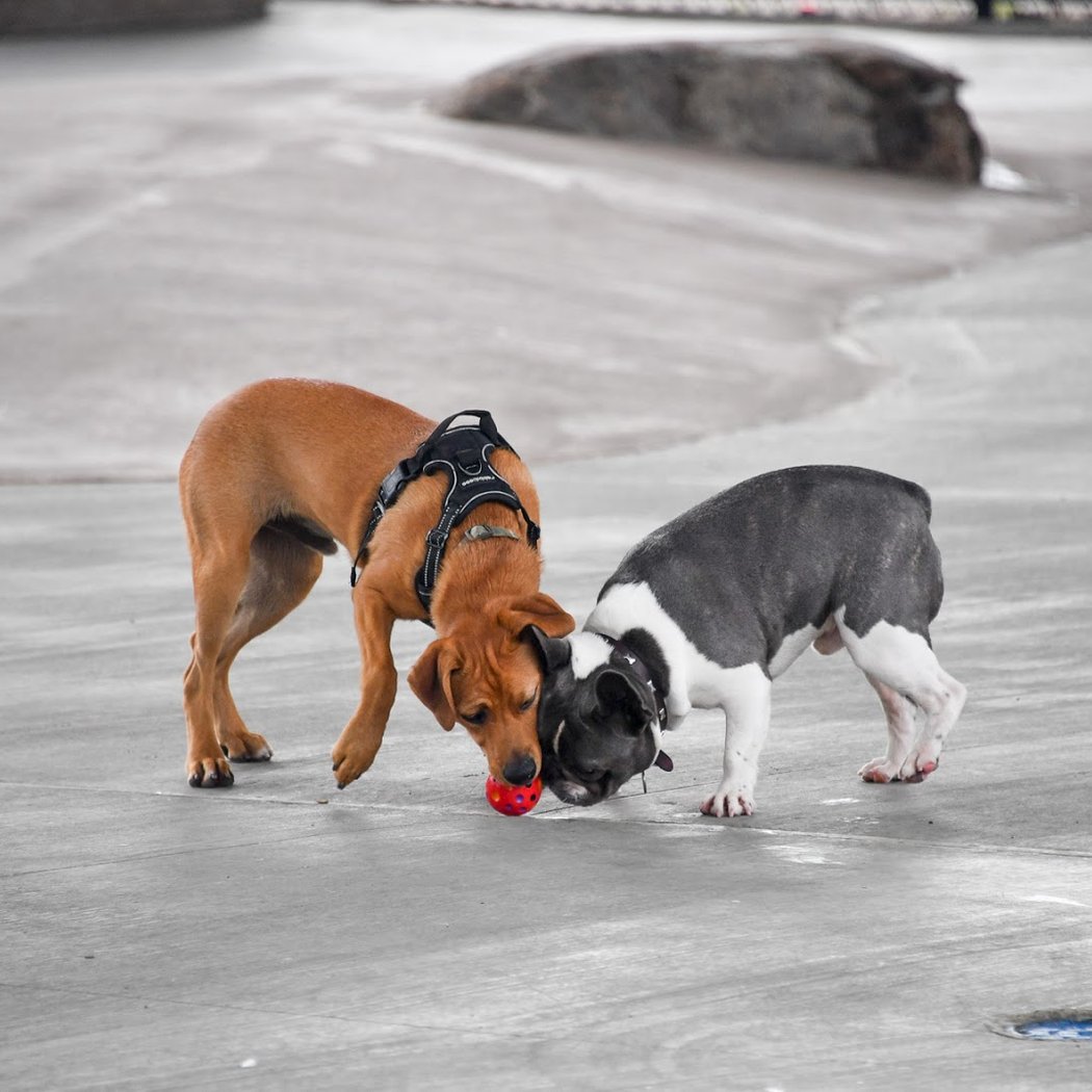 Triborough Bridge Playground C Dog Run 1