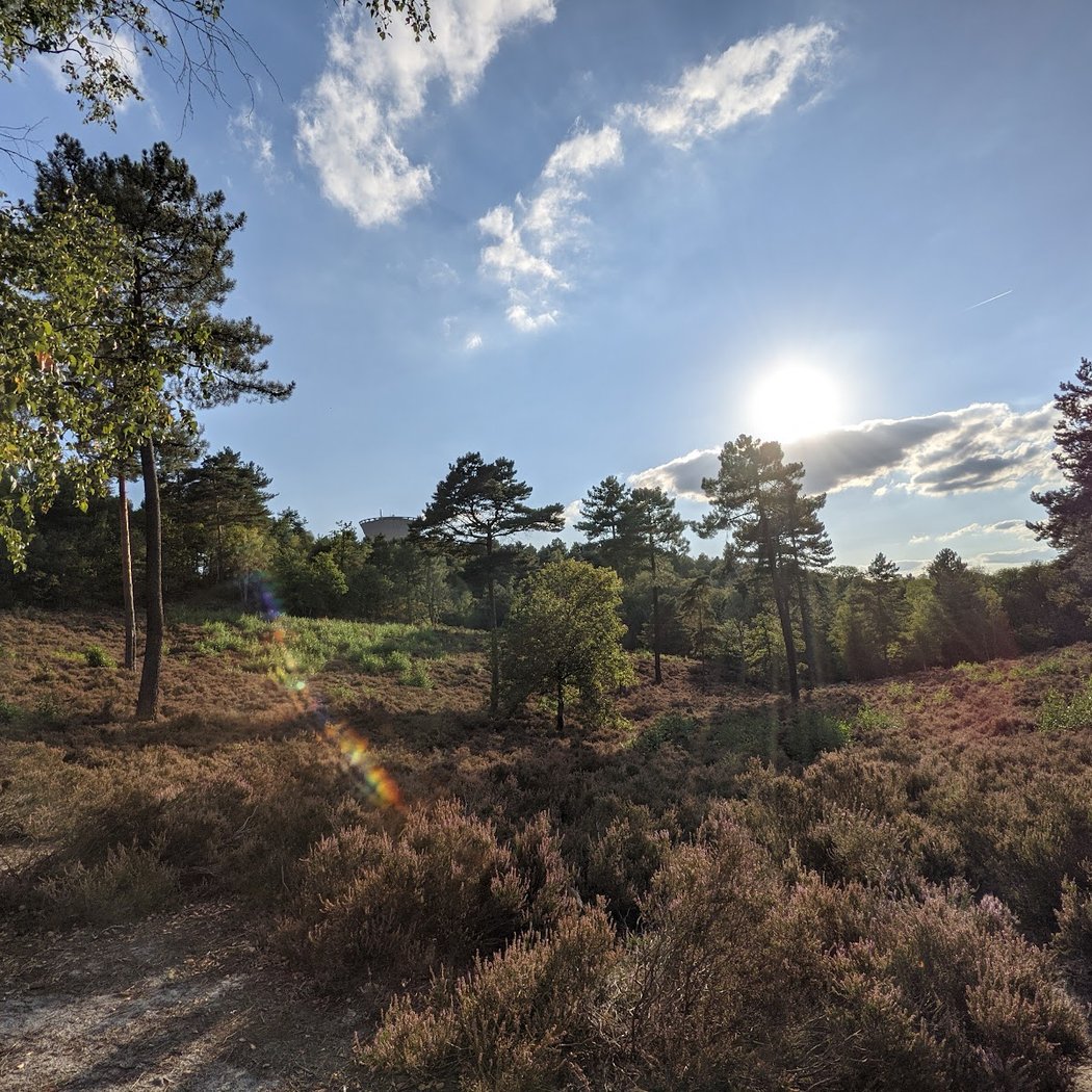 Forêt de la Roche Turpin 1