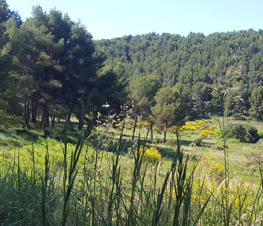 Forêt Domaniale de Castillon 3
