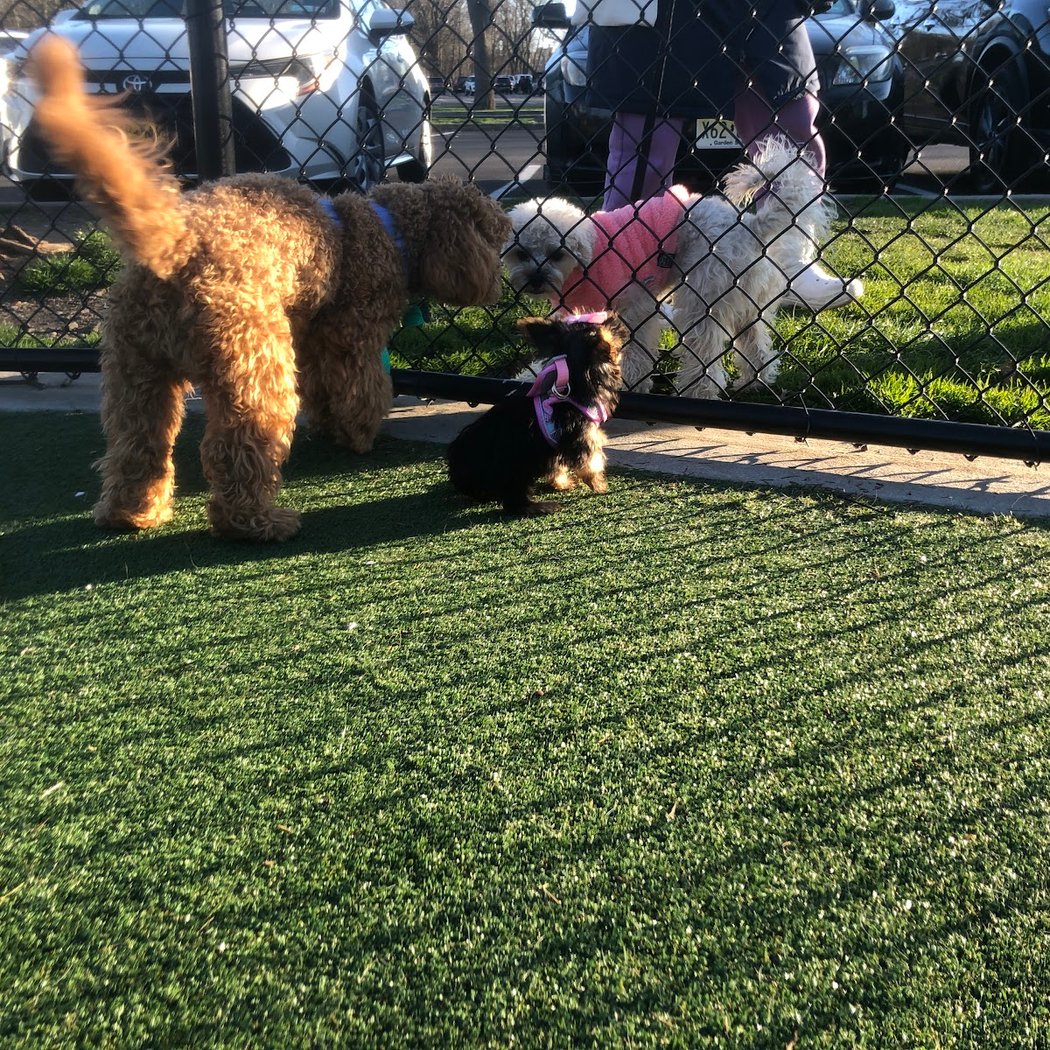 North Hudson County Park - Dog Park🐕 2