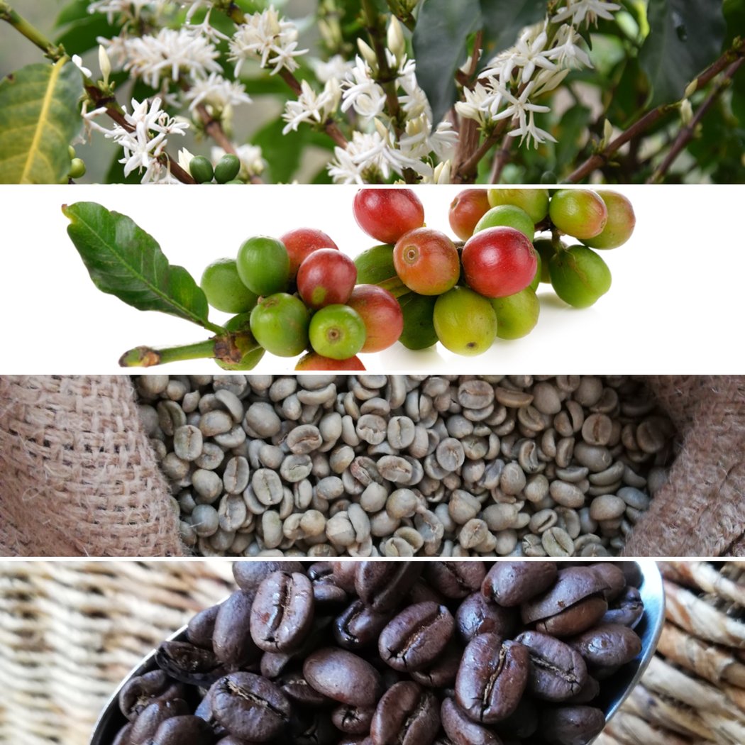 Cafés Gréo 3
